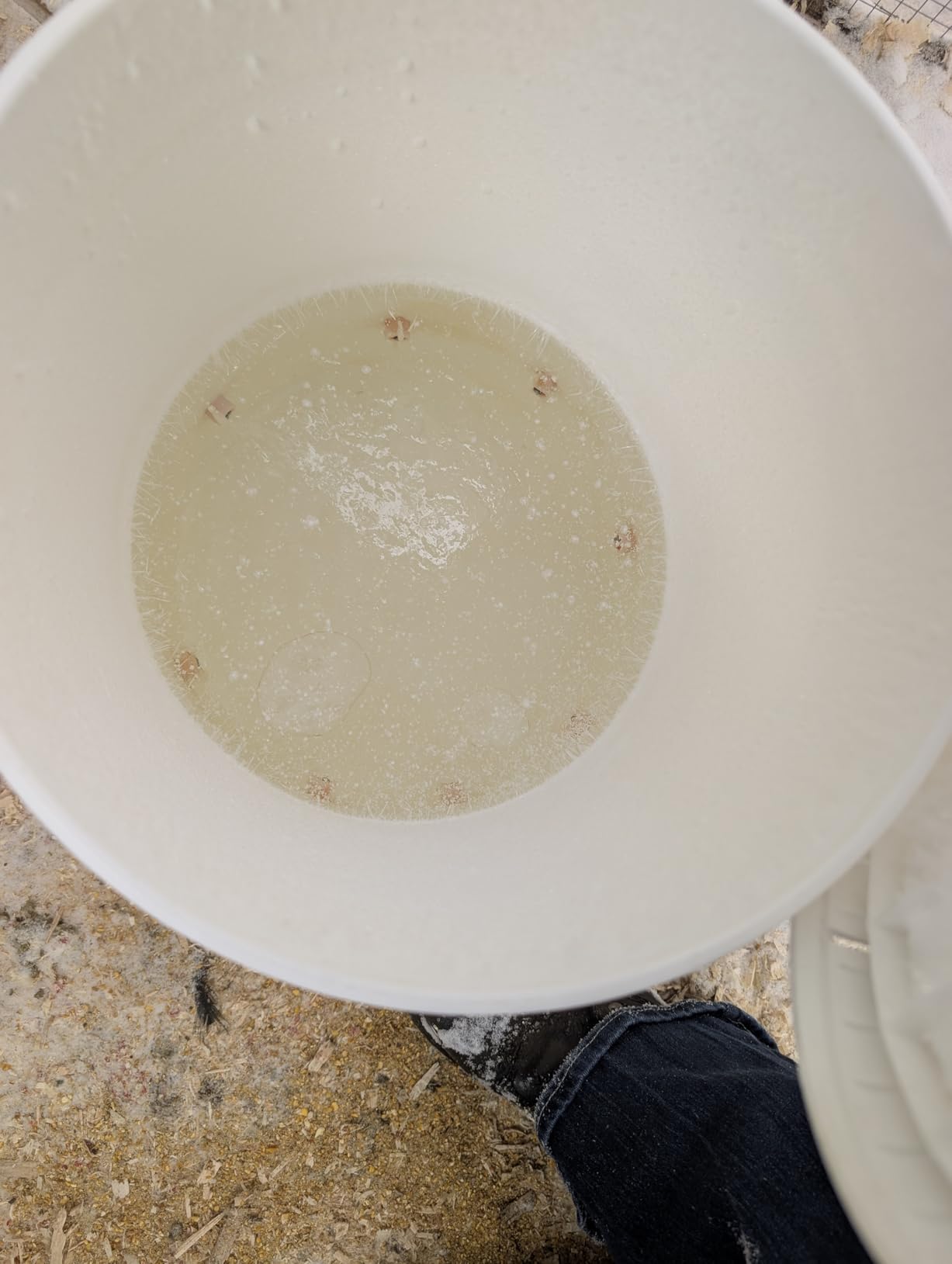 Chicken Water Heater Base for Winter, Heated Chicken Waterer 5 Gallon 125W customer photo 1
