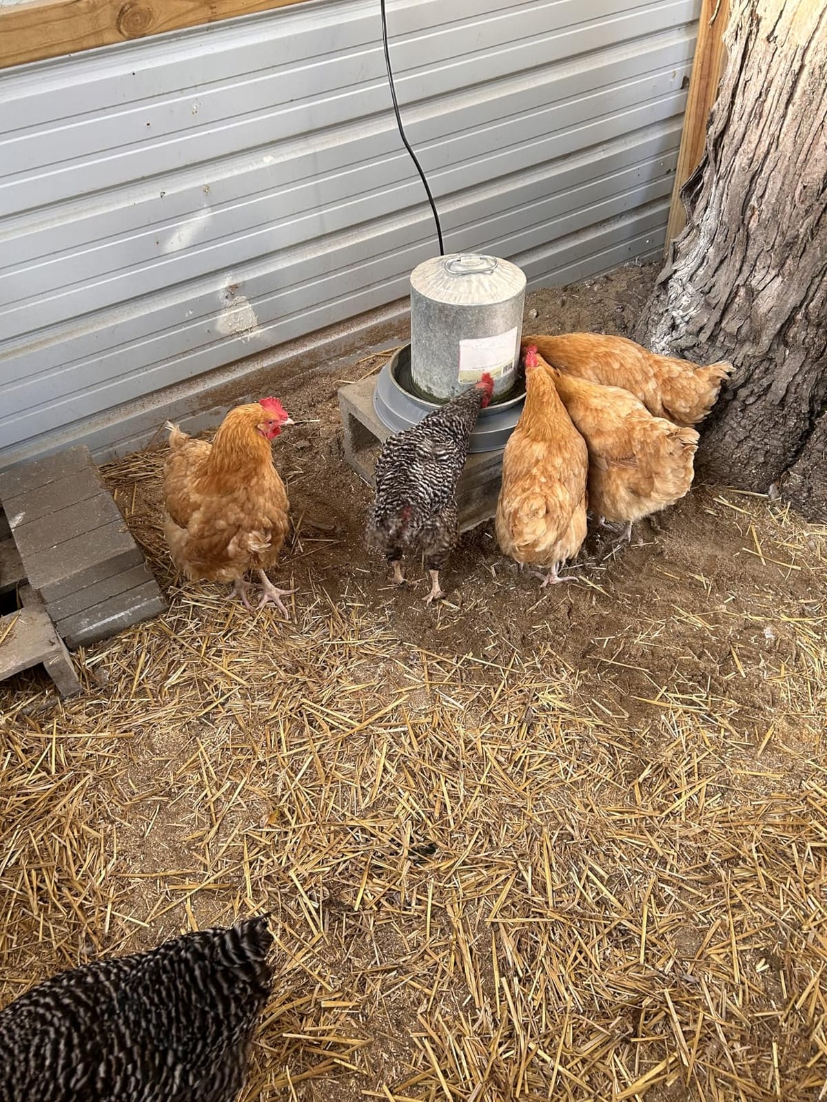 Chicken Water Heater Base for Winter, Heated Chicken Waterer 5 Gallon 125W customer photo 2