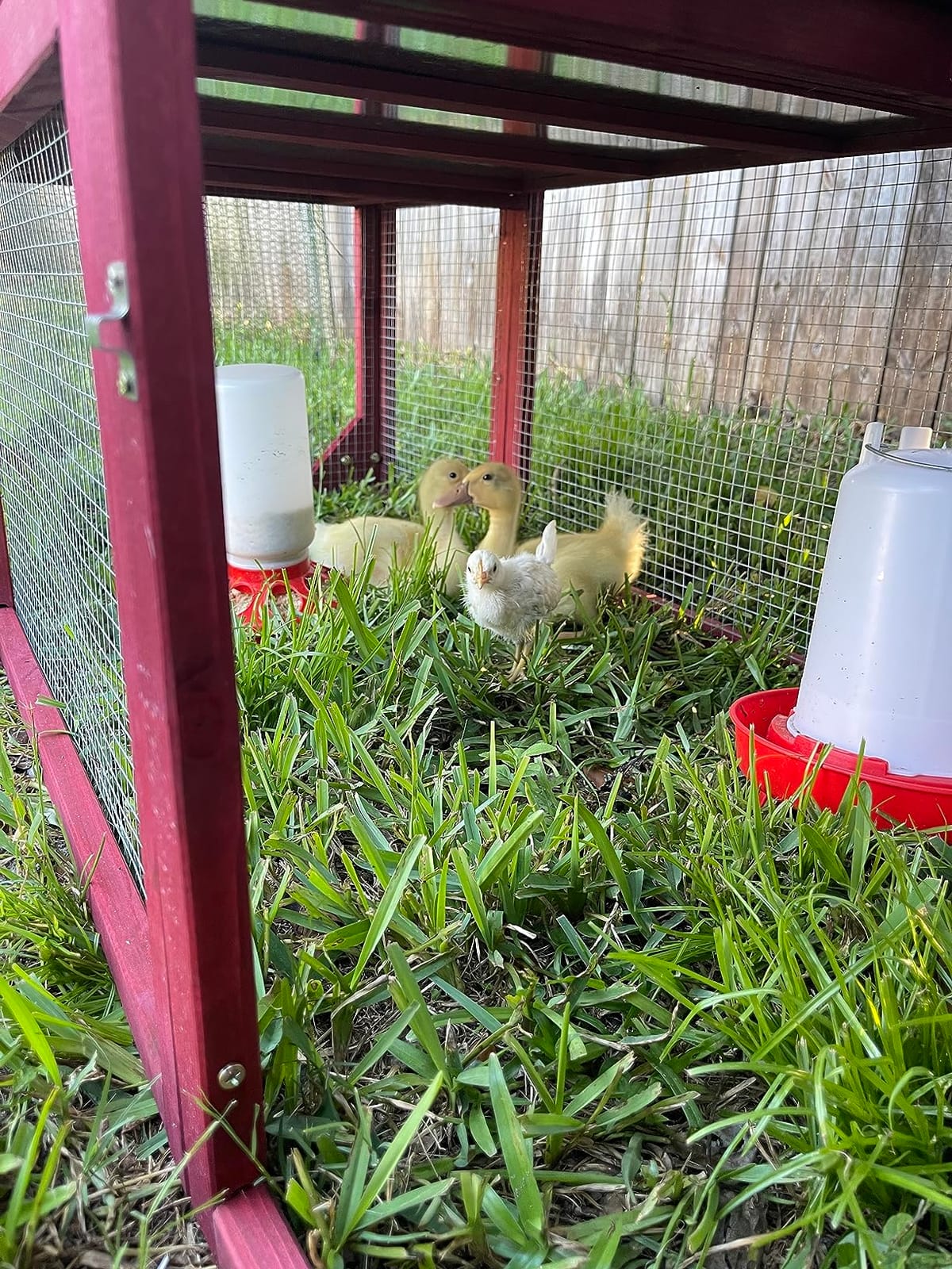 PetsCosset Wooden Chicken Coop with Run and Wheels for 2–3 Hens customer photo 1