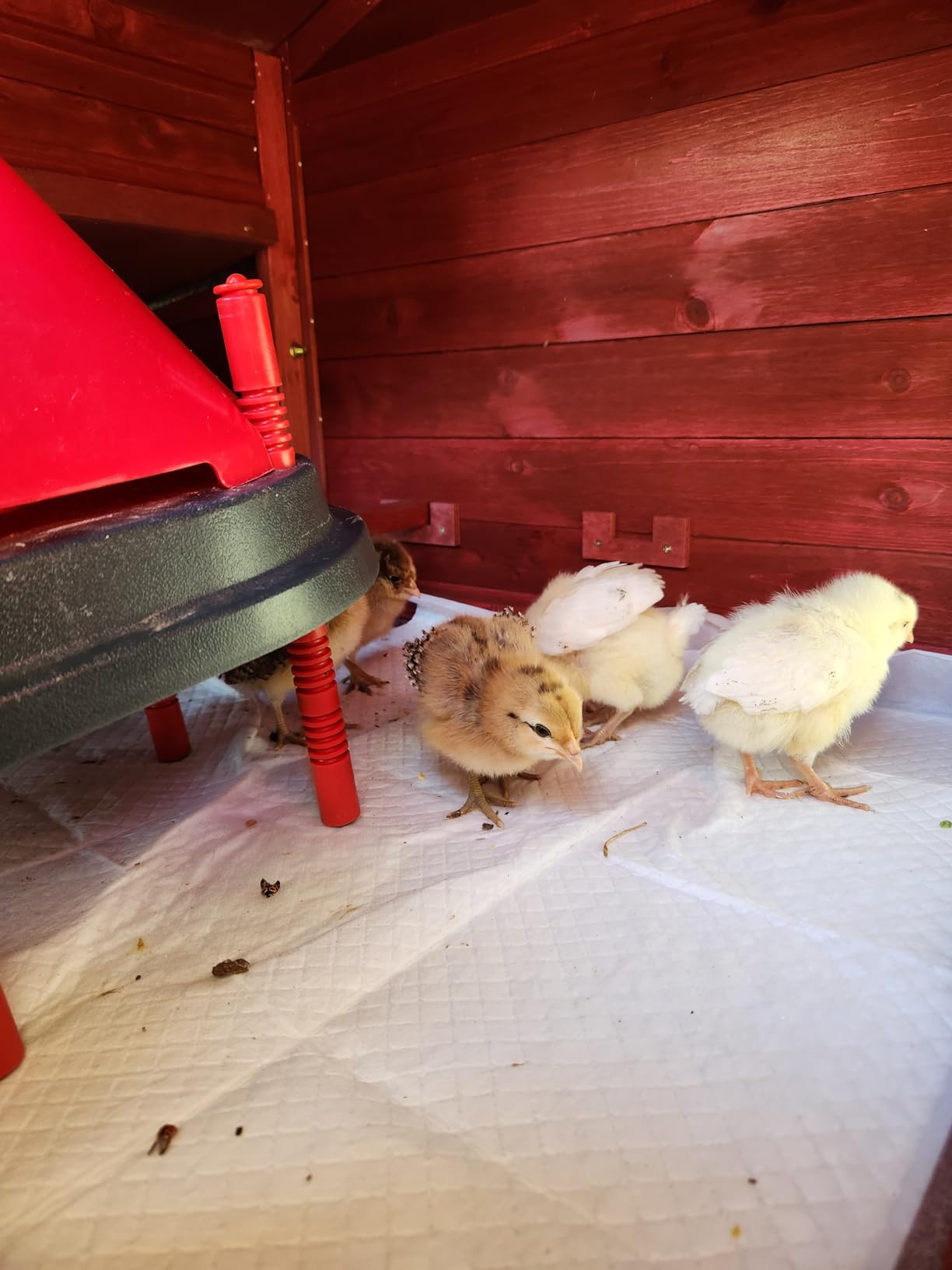 PetsCosset Wooden Chicken Coop with Run and Wheels for 2–3 Hens customer photo 2
