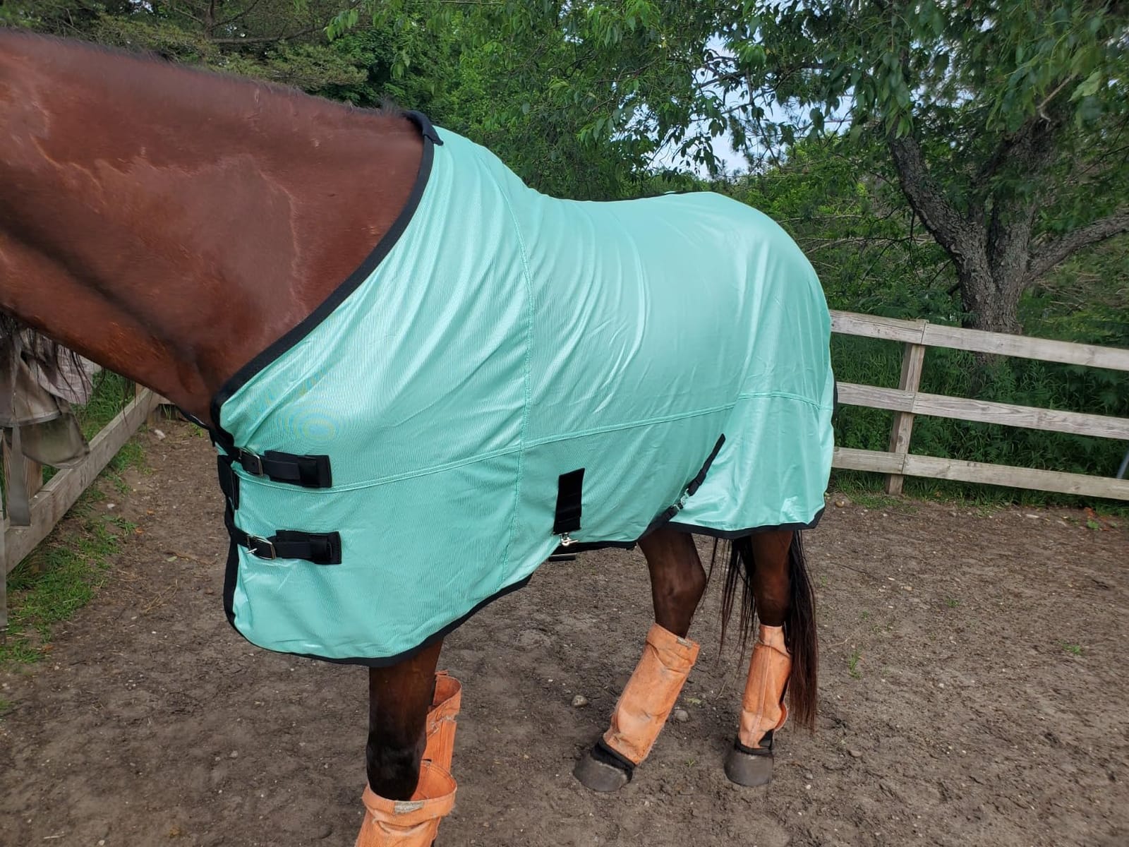Horse Fly Sheet, Standard Neck, Breathable Fine Mesh Summer Sheet customer photo 1