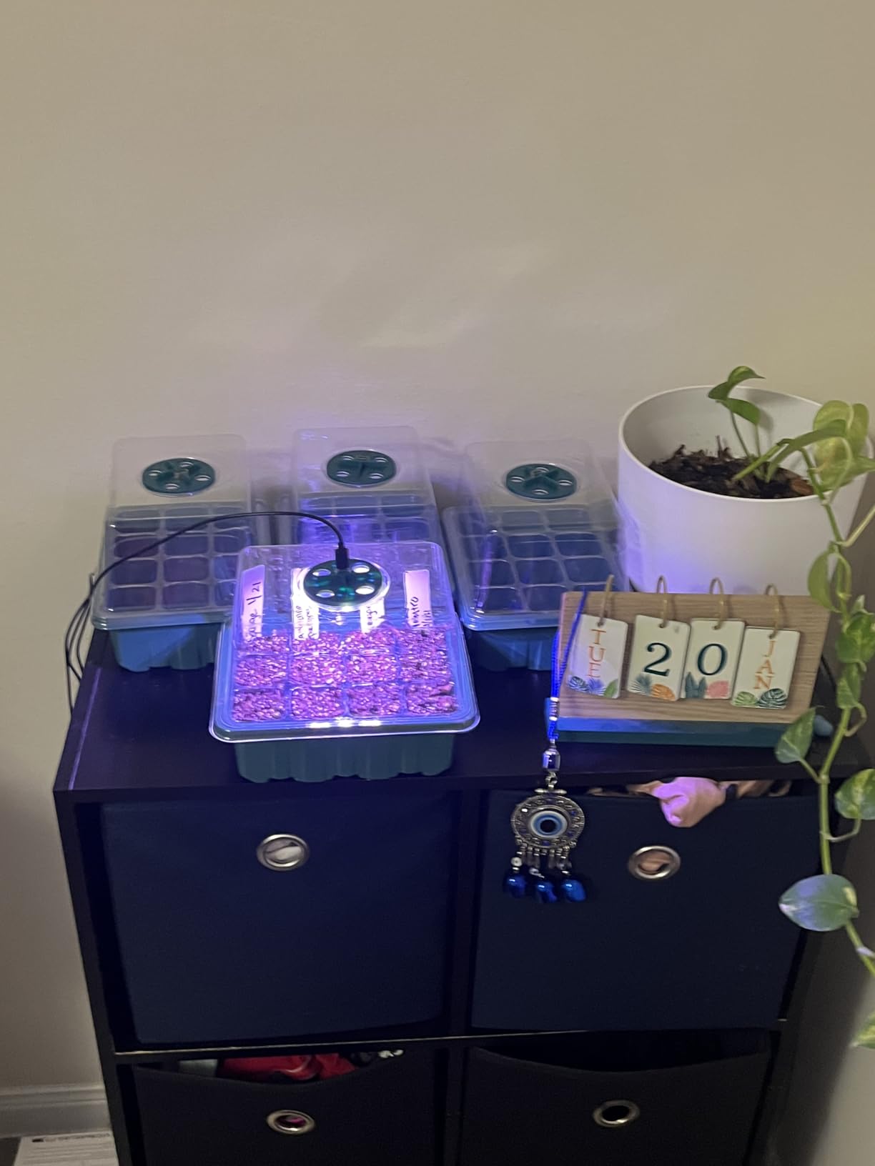 YAUNGEL Seed Starter Tray with Grow Light, 6 Pack Seed Starter Kit with Timing Controller Adjustable Brightness, Thicken Seedling Starter Trays with Humidity Domes Heightened Lids, Gift Box customer photo 1