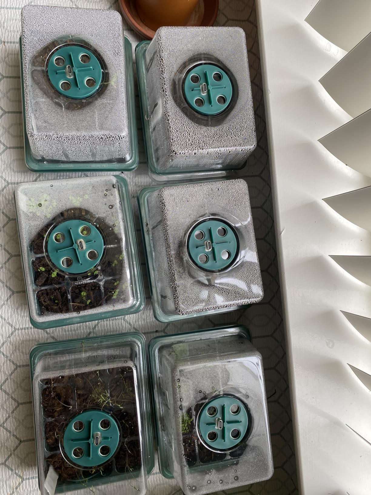 YAUNGEL Seed Starter Tray with Grow Light, 6 Pack Seed Starter Kit with Timing Controller Adjustable Brightness, Thicken Seedling Starter Trays with Humidity Domes Heightened Lids, Gift Box customer photo 2
