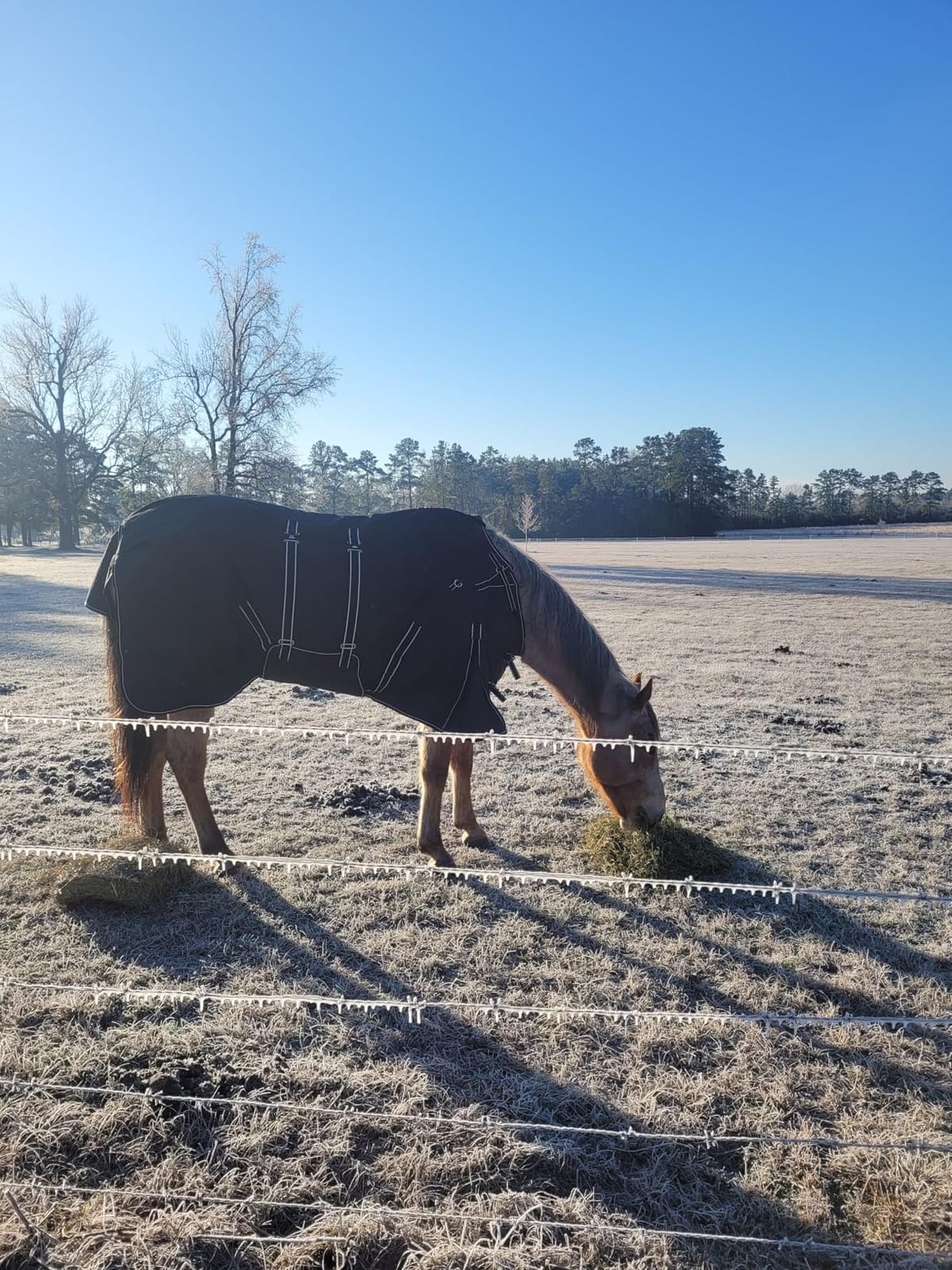HILASON 1200D Waterproof Winter Horse Turnout Blanket customer photo 1