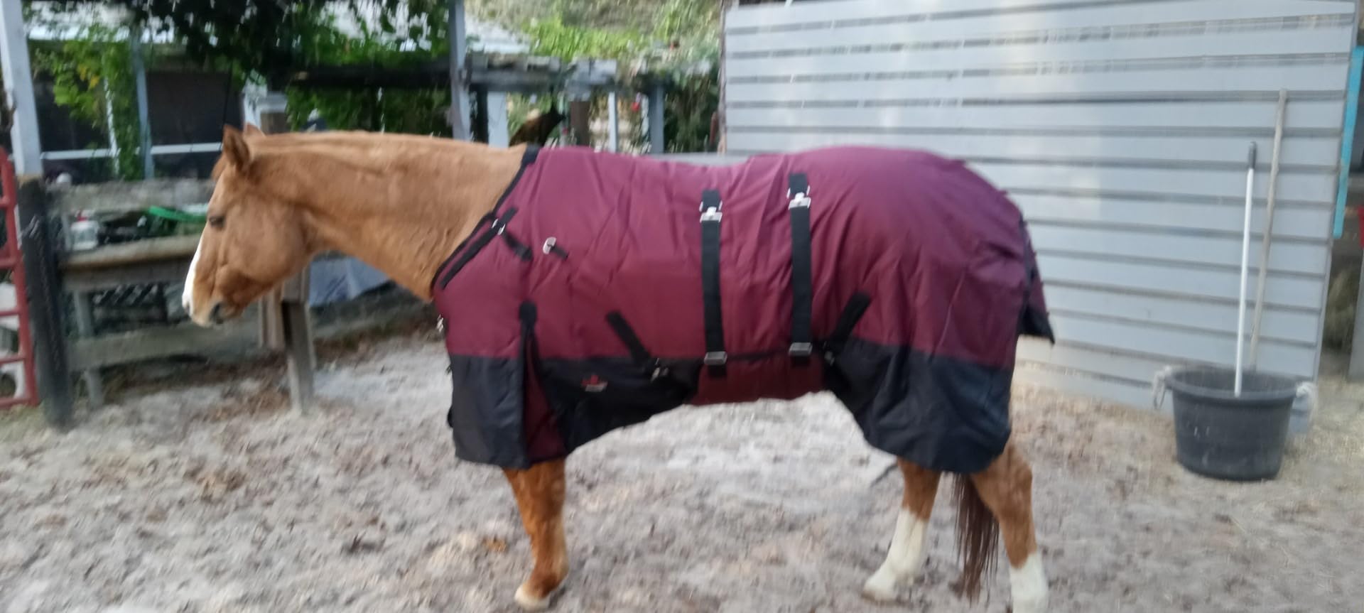 HILASON 1200D Waterproof Winter Horse Turnout Blanket customer photo 2