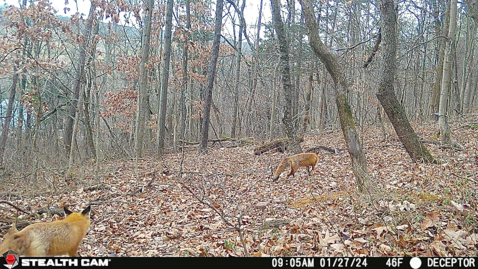 Stealth Cam Deceptor No 80ft IR 40MP 1440P HD Cellular Trail Camera customer photo 2