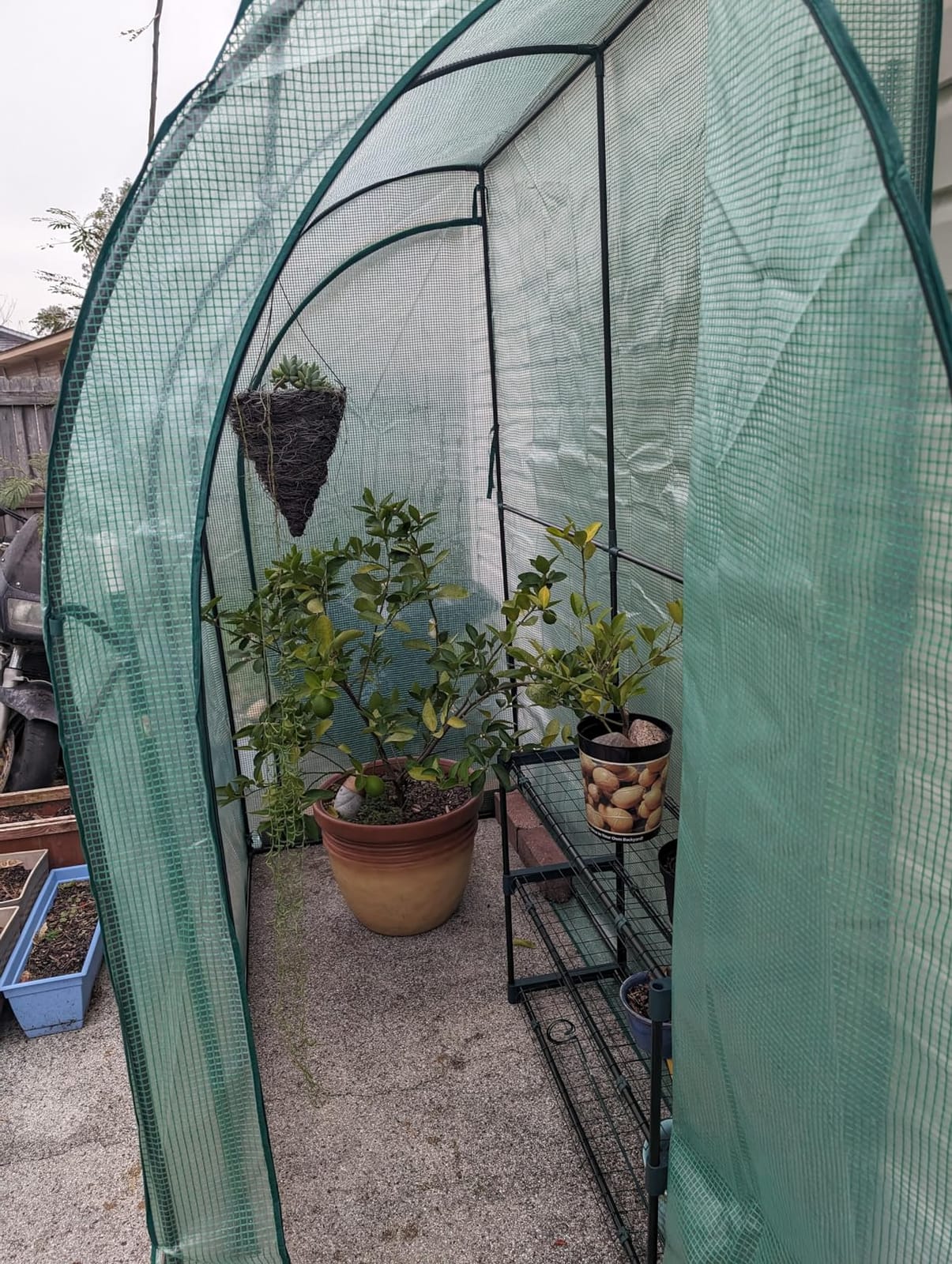 SAFSTAR 7 x 3.5 x 7 ft Greenhouse, Mini Lean-to Walk-in Green House with 3 Tiers Flower Rack & Weatherproof PE Cover, Roll-up Zipper Doors, Indoor Outdoor Garden Greenhouse for Seedling & Pot customer photo 1