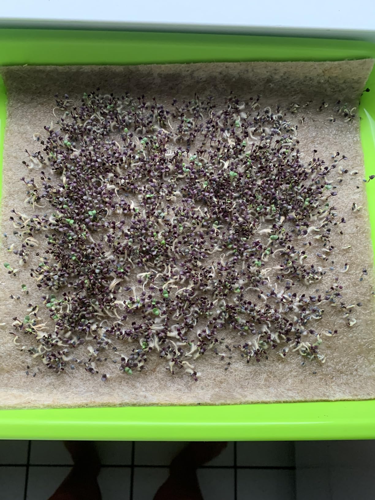 Legigo 16 Pack Seed Sprouter Trays, Microgreens Growing Trays Kit customer photo 2