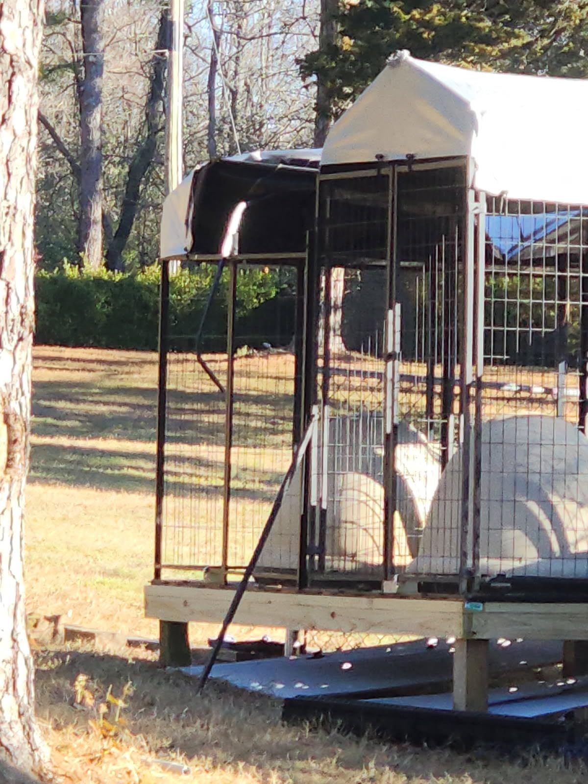 ROOMTEC Large Dog Kennel Outdoor Pet Pens Dogs Run Enclosure Animal Hutch Metal Coop Fence with Roof Cover (4'L x 4'W x 4.25'H) customer photo 1