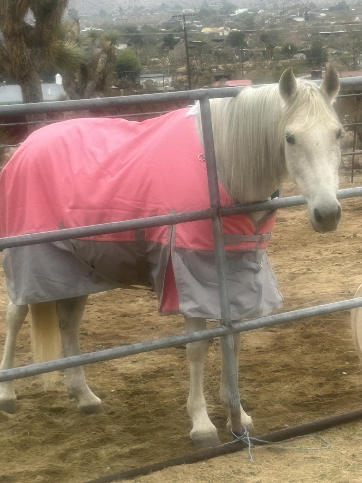 LEAFOREST 1200D Horse Blanket Waterproof Breathable Turnout (no Filling) Standard Neck Horse Sheet Blue Black 75IN customer photo 2