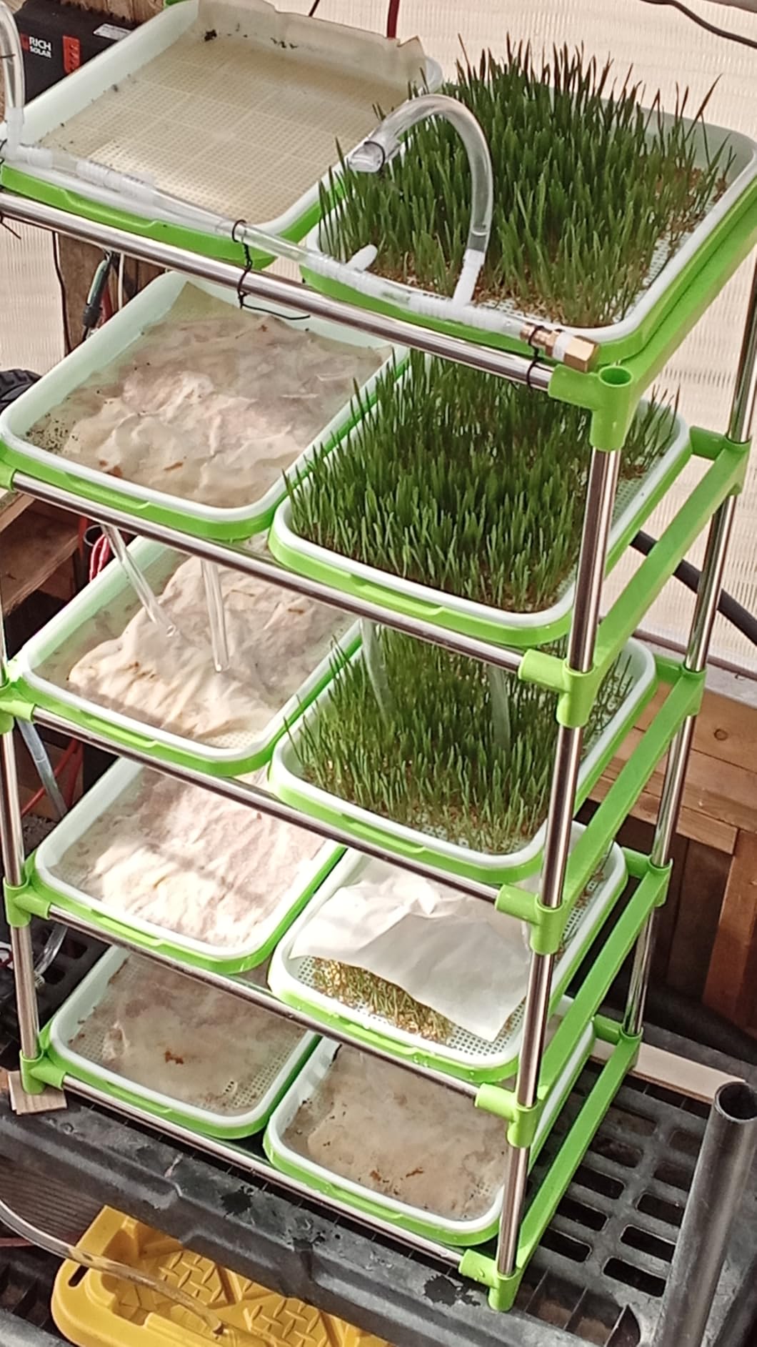 Menkxi 5 Layers Seed Sprout Tray Shelf Microgreens Growing Kit 10 Pcs Healthy Wheatgrass Seeds Grower with Drain Holes and 60 Sheets Germinating Paper for Garden Home Office customer photo 1