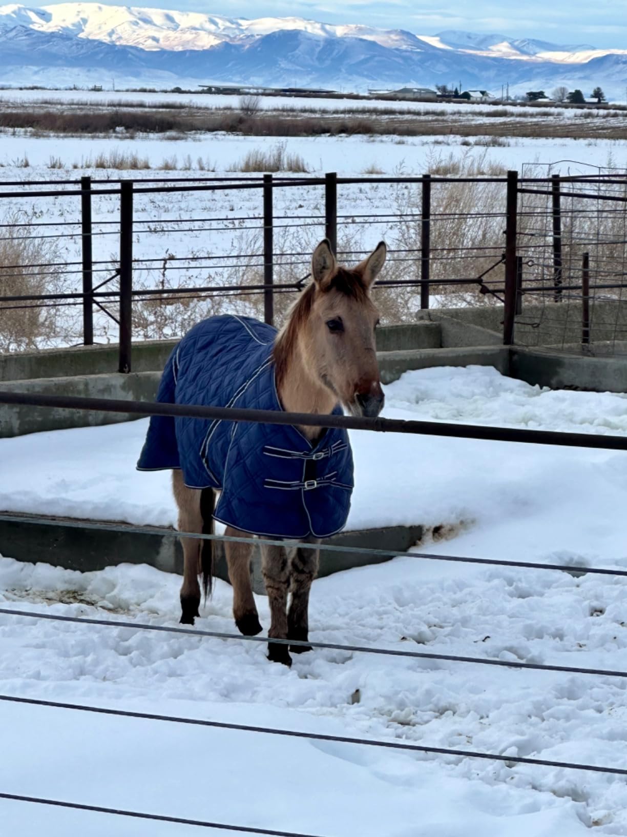 HILASON Horse Stable Blanket 300g Polyfill Blue 69 in customer photo 1