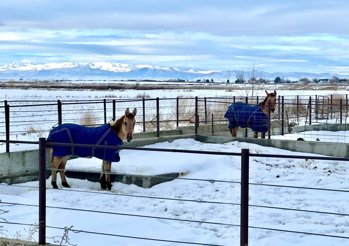HILASON Horse Stable Blanket 300g Polyfill Blue 69 in customer photo 2