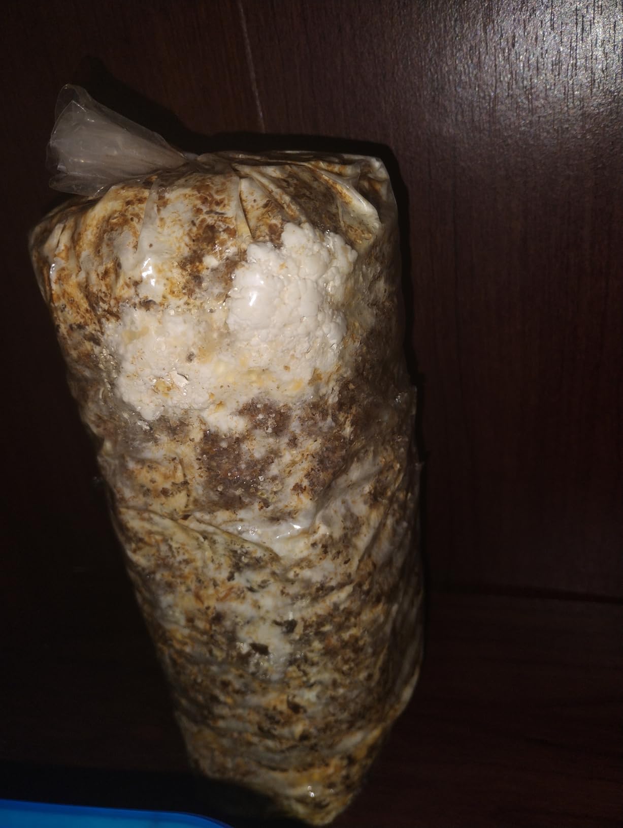 Four All in One Mushroom Grow Kits with Yellow, Blue, Florida, and Pink Oyster, Complete Cultivation Set customer photo 2