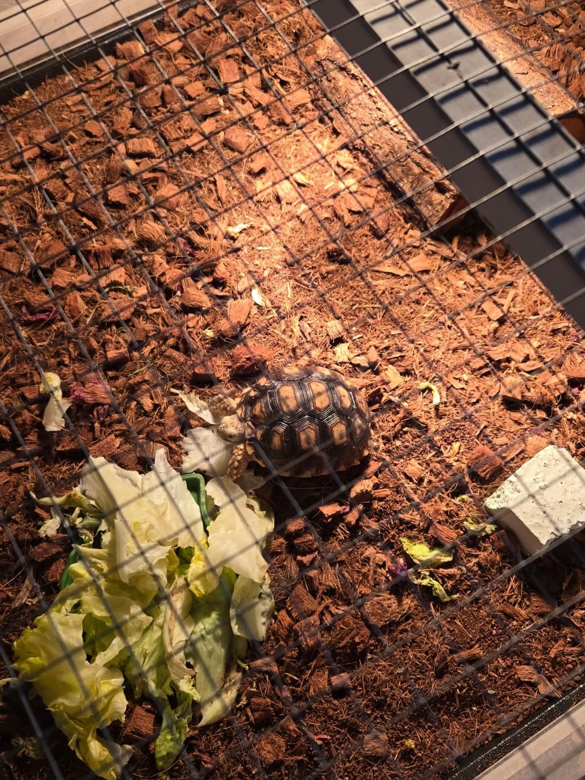 Tortoise Enclosure Turtle Cage Indoor Reptile for Small Animals Lizards customer photo 2