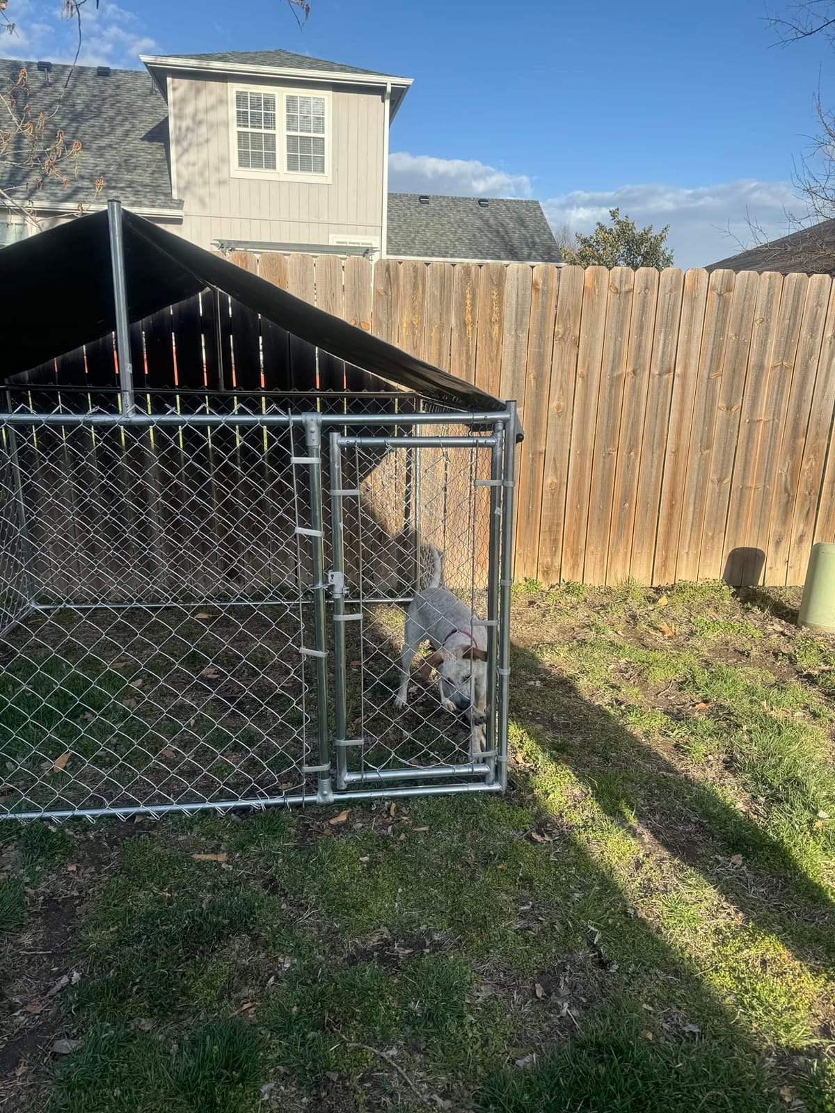 Outdoor Dog Kennel Large with Roof, Dog Run Enclosure, Large Outside Heavy Duty Dog Pens House Pet Playpen with Galvanized Chain Link Waterproof Cover (10'Lx6'Wx7.65'H) customer photo 2