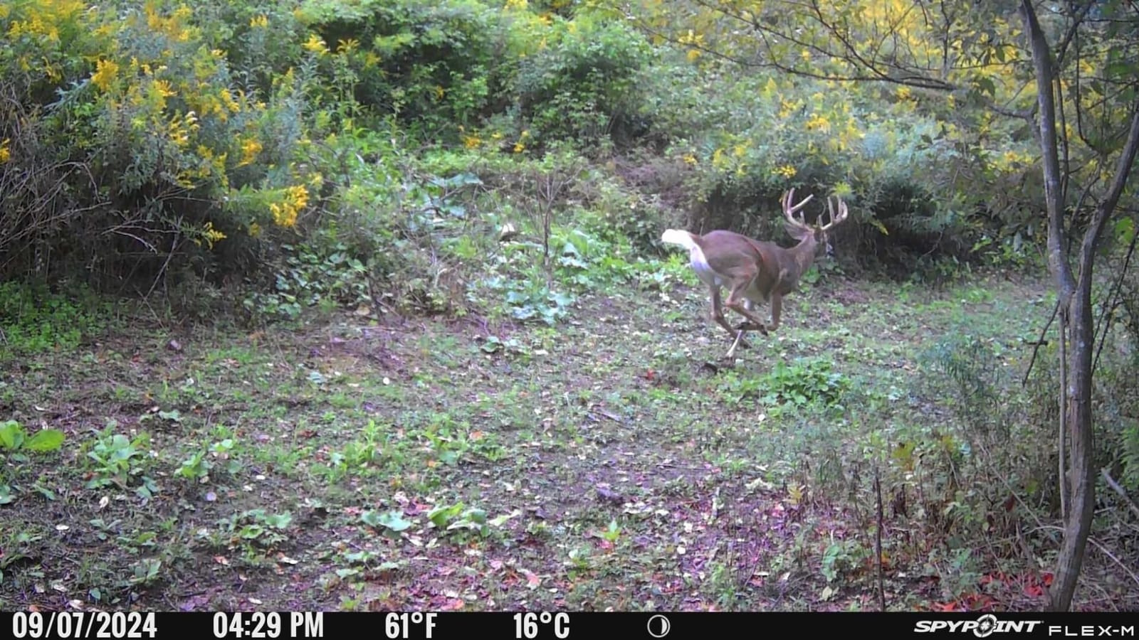 SPYPOINT Flex-M Cellular Trail Camera - Best Hunting Accessories, No WiFi Needed, Night Vision, Motion Activated, Dual-Sim LTE, IP65 Water-Resistant Game Camera, 28MP Photos, 720p Videos + Sound (3) customer photo 1