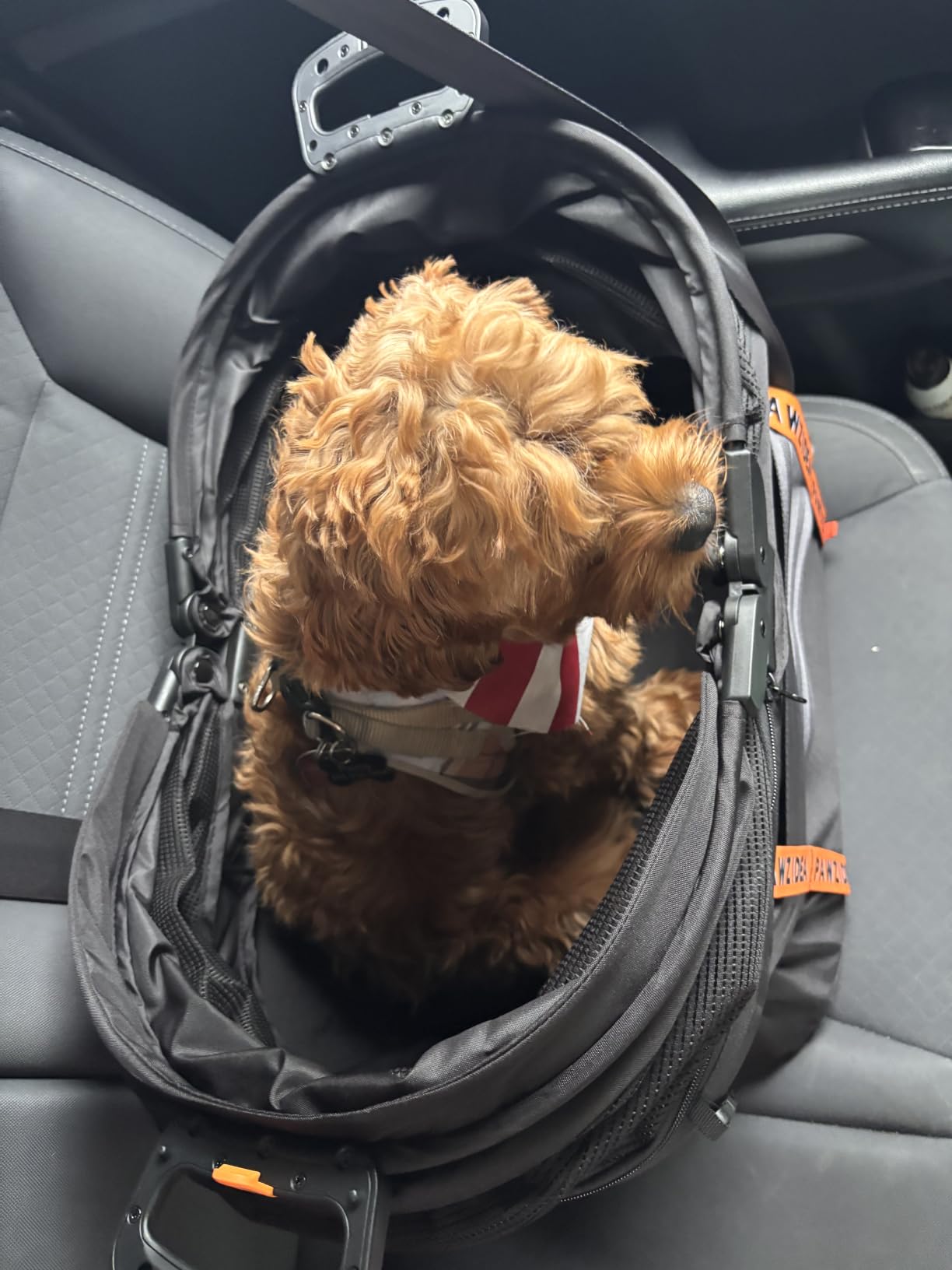 PAWZIDEA Portable Dog Crate for Car Travel, Medium & Large Dogs Up to 80lbs customer photo 2