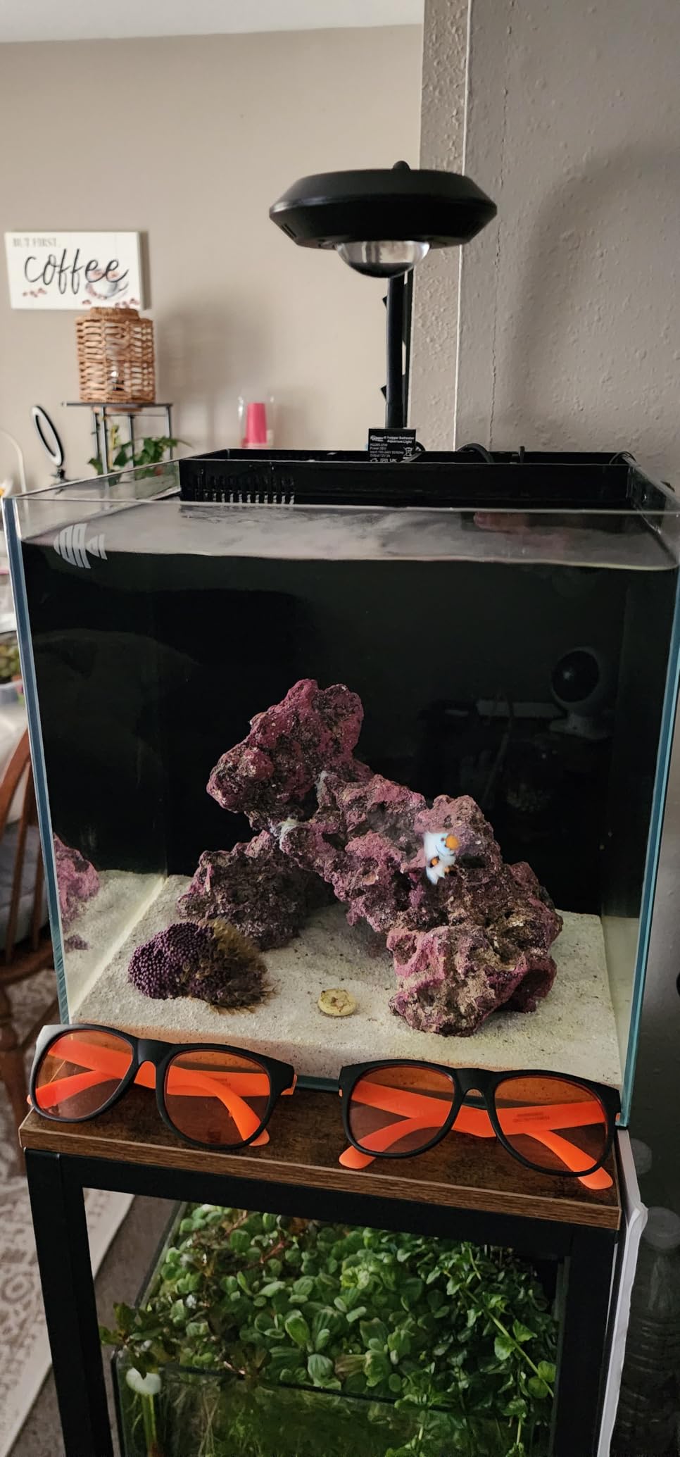 Coralland 8-Gallon Saltwater Aquarium - Ultra Clear Low Iron Glass, 45° Angled Joint Design, Crystal Clear Viewing, Perfect for Marine Fish & Reef Tanks & Freshwater customer photo 2