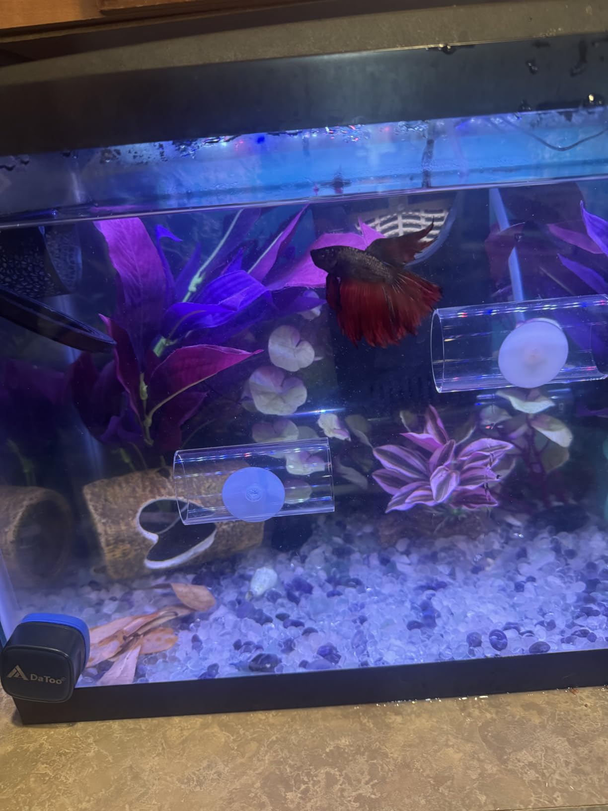 Aqueon Aquarium Starter Kit with Smart Clean Filtration and LED Lighting, Freshwater and Saltwater Fish, 20-Gallon customer photo 1