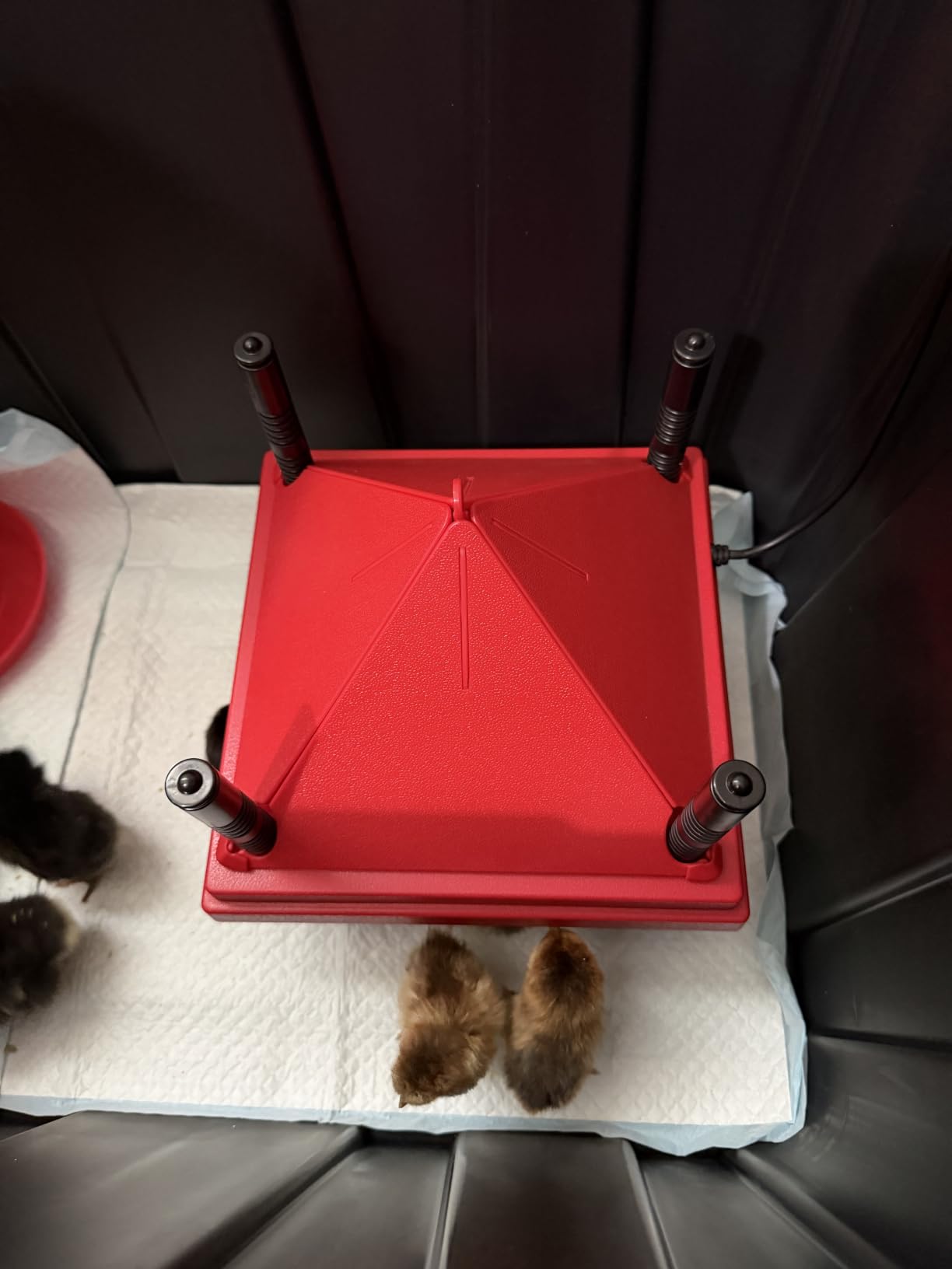 Chick Brooder Heater with Anti-Roost Cone & Constant Temp Red 10