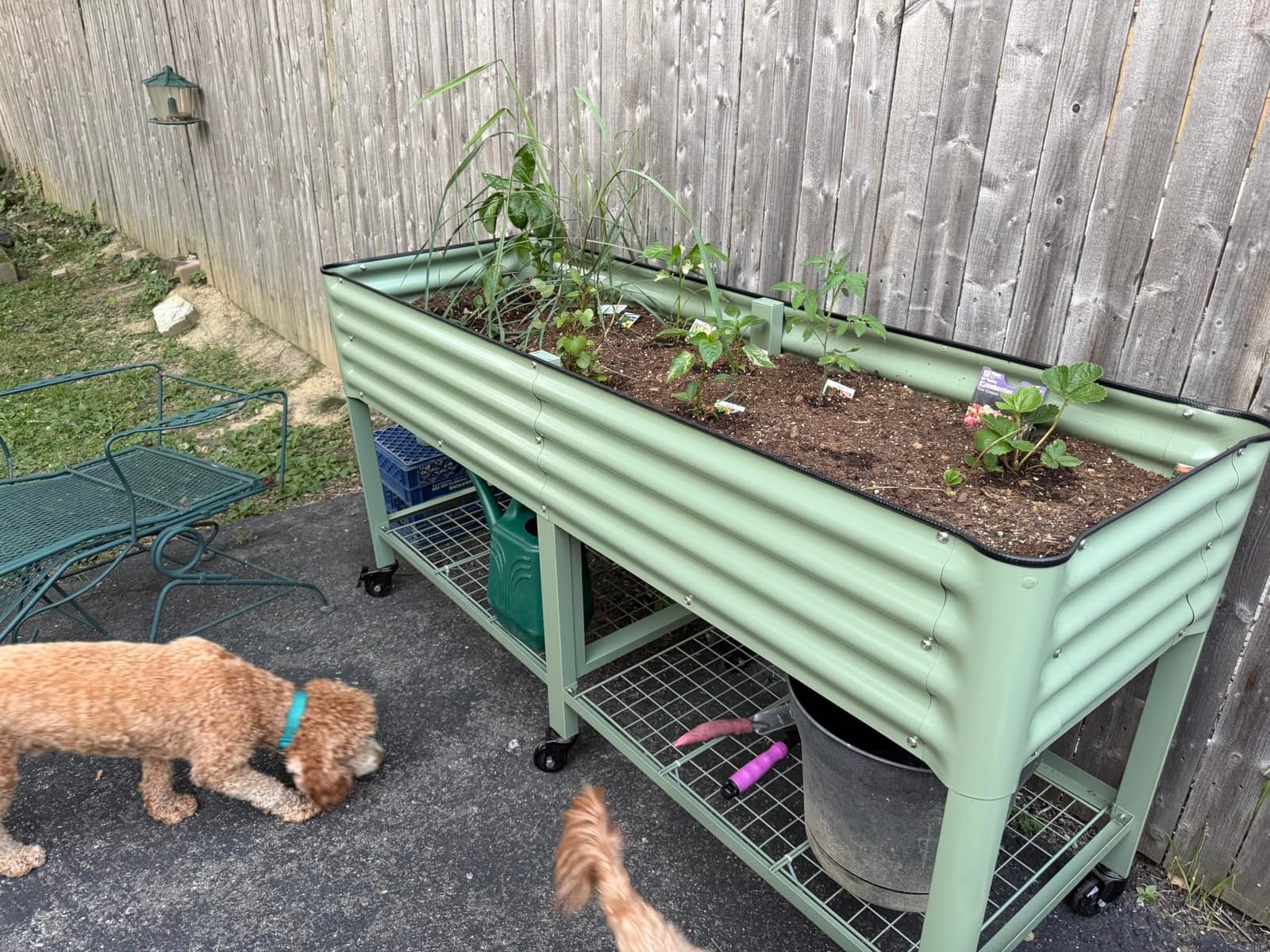 Vego garden Rolling Elevated Raised Garden Bed, 2' x 4' Outdoor Planters Boxes with Legs & Storage Rack for Patio, 700 Lbs Weight Capacity, Raised Beds for Gardening, Olive Green customer photo 2
