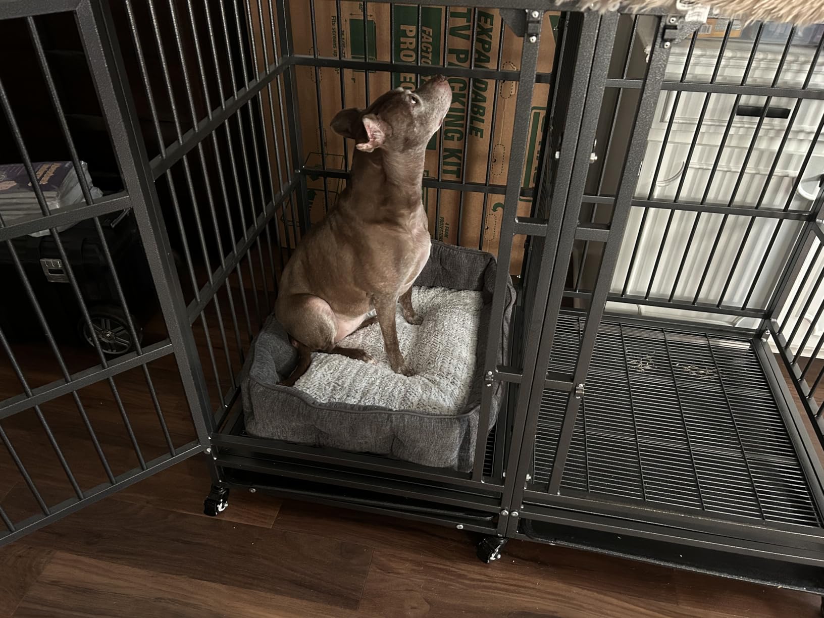BOLDBONE 54 inch Heavy Duty Indestructible and Escape-Proof Dog Crate Cage Kennel with Divider for 2 Large Dogs, High Anxiety Dog Crate with Removable Wires Trays and Wheels, Extra Large XL XXL customer photo 2