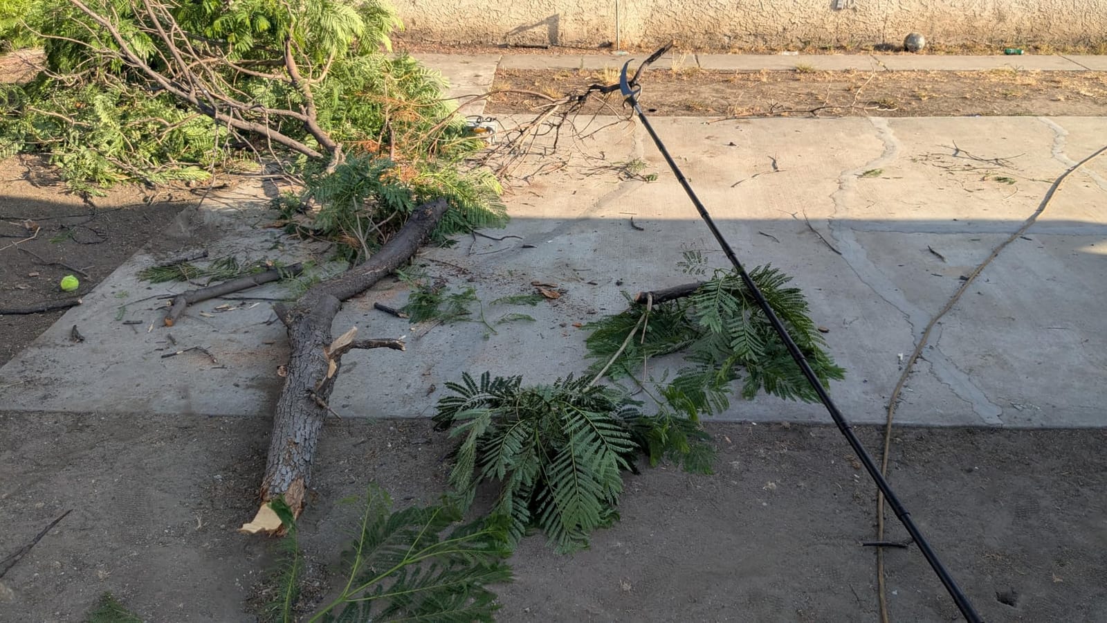 14.5FT Pole Saw with Adjustable Length for Tree Trimming, Lightweight Manual Pruning Saw with Mn Steel Blade, Long Extension Branch Cutter High Reach for Yard, Garden, Patio & Forestry Use customer photo 1