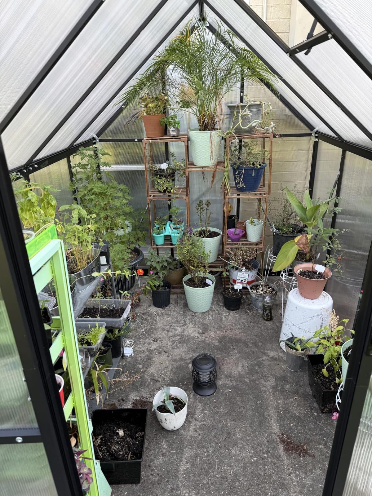 AirWire 6×7.5 FT Walk-in Polycarbonate Greenhouse for Outdoor customer photo 2
