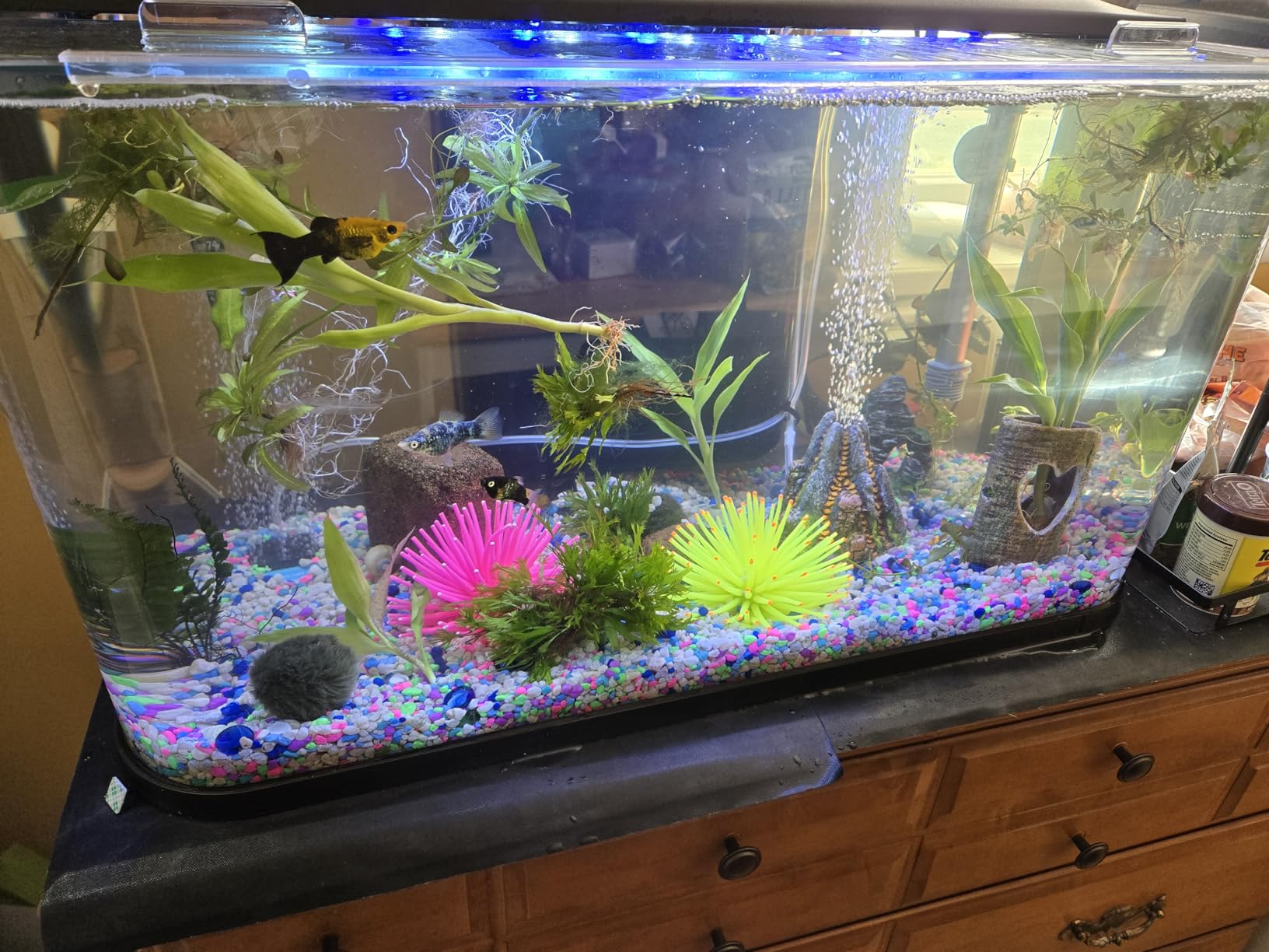 GloFish Glass Aquarium Kit, 20 Gallons, Includes Premium Blue, LED Light Stick & Integrated Filtration, Perfect for Beginners or Seasoned Hobbyists, Seamless, Curved Design customer photo 2