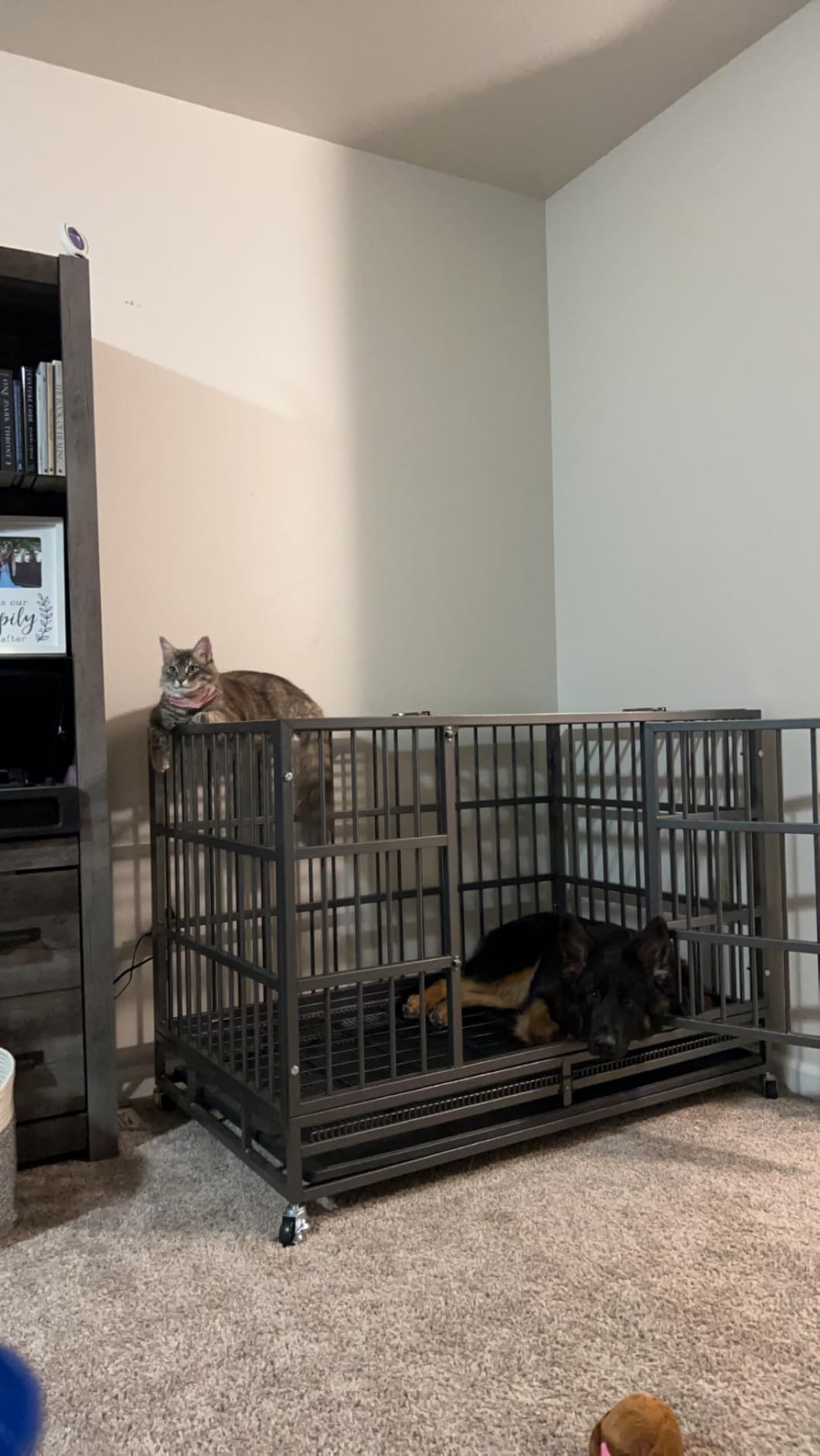LEMBERI 48 inch Heavy Duty Indestructible Dog Crate, High Anxiety Extra Large Dog Cage for Large Dogs, XL Steel Escape Proof Dog Kennel with Wheels and Removable Tray (Black, 47.2 * 30.7 * 34.6 inch) customer photo 2