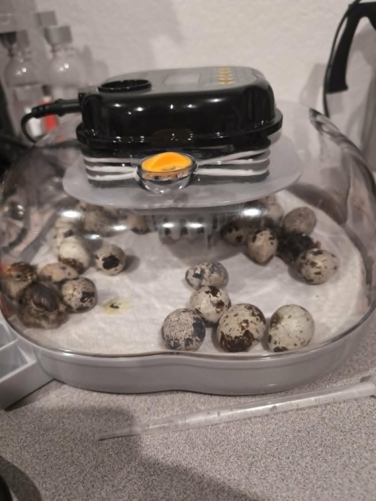 Egg Incubators for Hatching Eggs, 18 Chicken or 8 Large Eggs Incubator customer photo 1