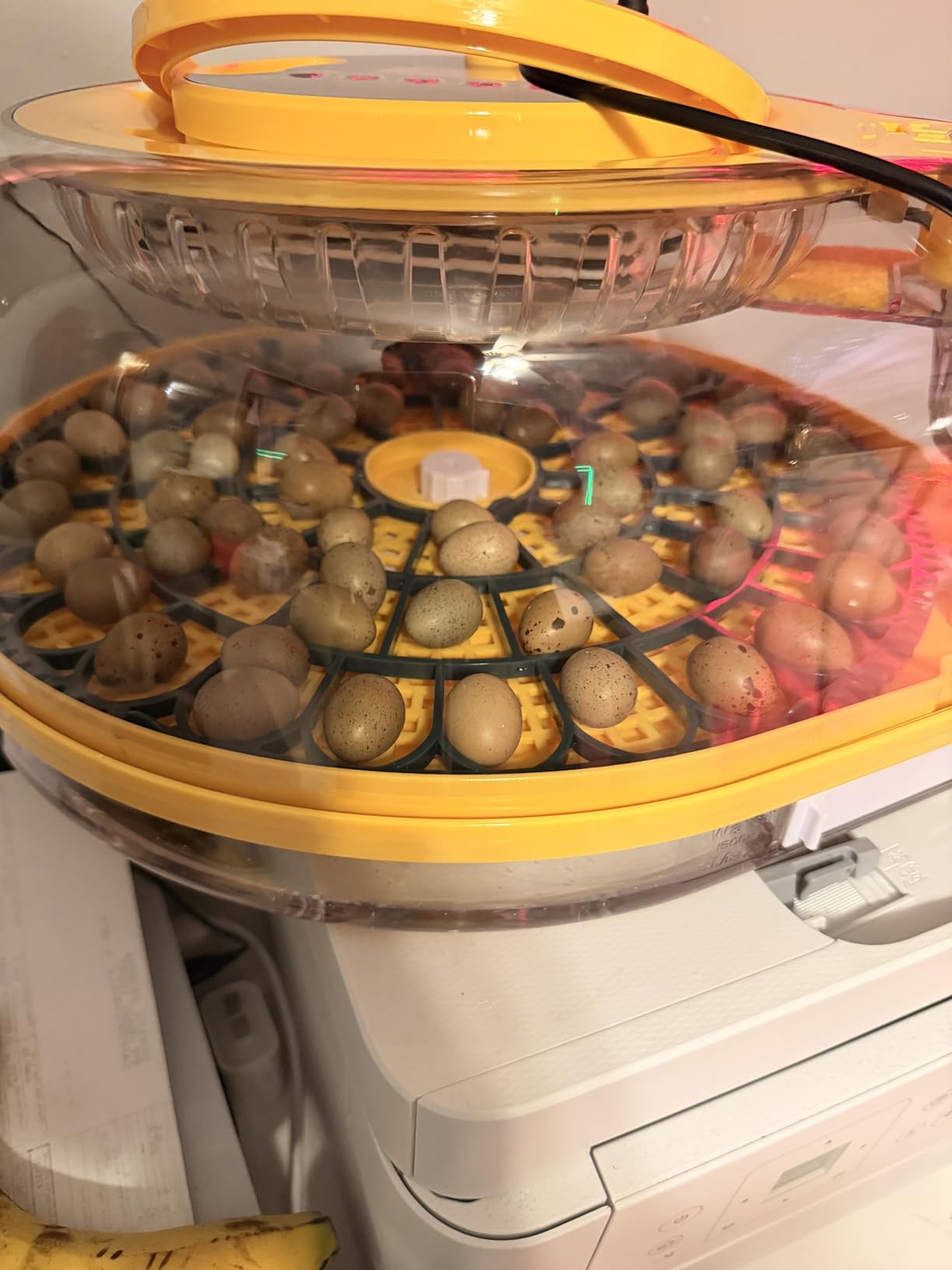 Egg Incubator, 26 Chicken/59 Quail Eggs Incubators for Hatching Eggs with Temp & Humidity Control, Auto Egg Turner, Adjustable Hatch Day & Air Vent, Egg Candler, Auto Water Refill, 360° Clear View customer photo 1