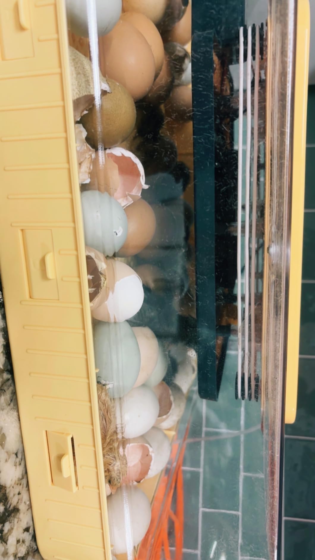 Egg Incubator, 26 Chicken/59 Quail Eggs Incubators for Hatching Eggs with Temp & Humidity Control, Auto Egg Turner, Adjustable Hatch Day & Air Vent, Egg Candler, Auto Water Refill, 360° Clear View customer photo 2