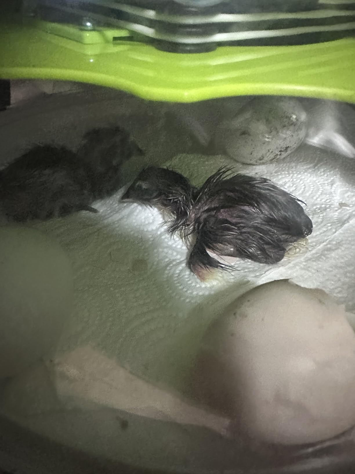 40 Quail Egg Incubator with Automatic Egg Turning Humidity Control Eggs customer photo 2
