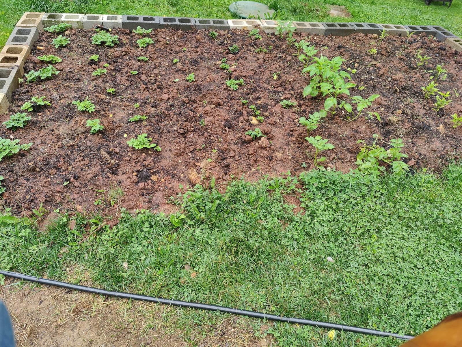Cordless Tiller Cultivator for Gardening, Battery Powered Garden Rototiller customer photo 2