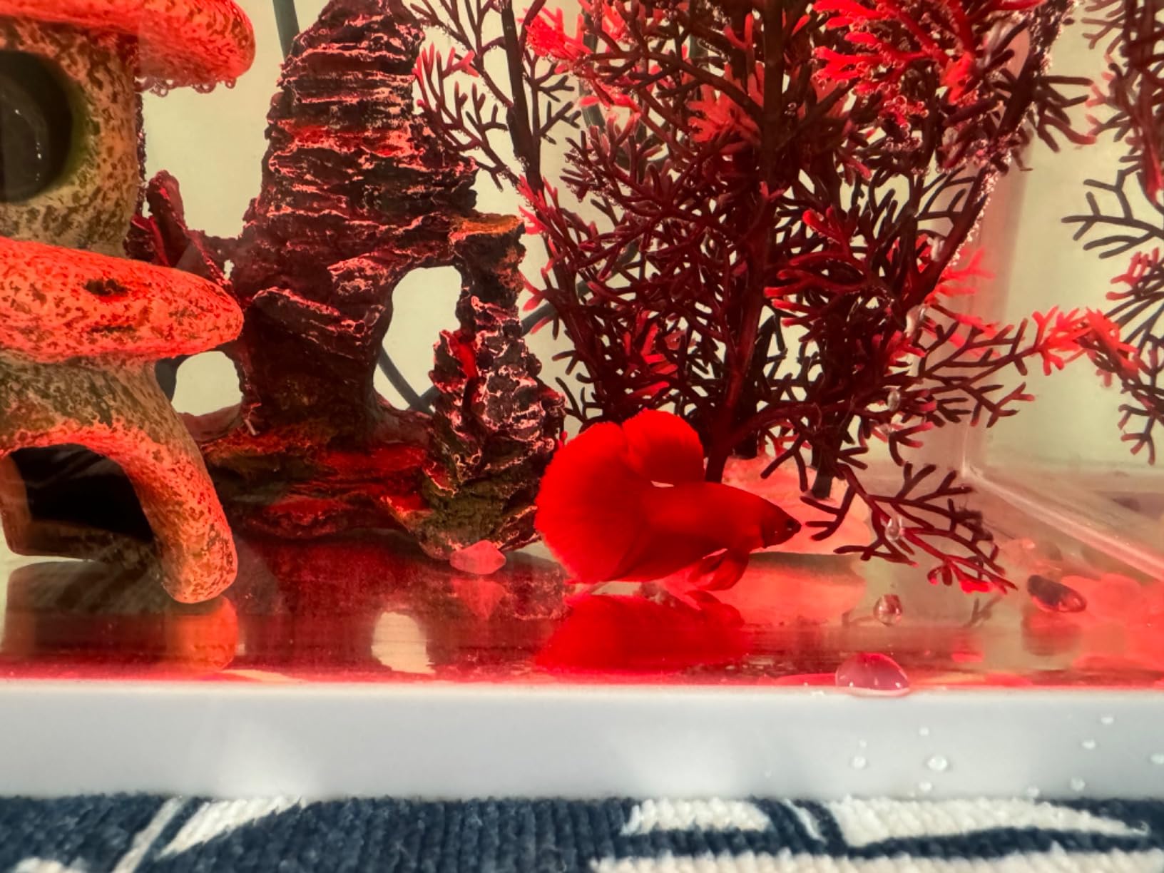 20 Gallon Fish Tank, Betta Large Aquarium Starter Kits，100% Glass Material customer photo 2