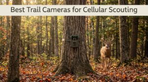 Best Trail Cameras for Cellular Scouting